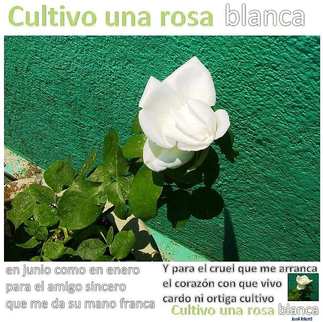 Rosa blanca -cultivo -u - José Martí 1404201-.